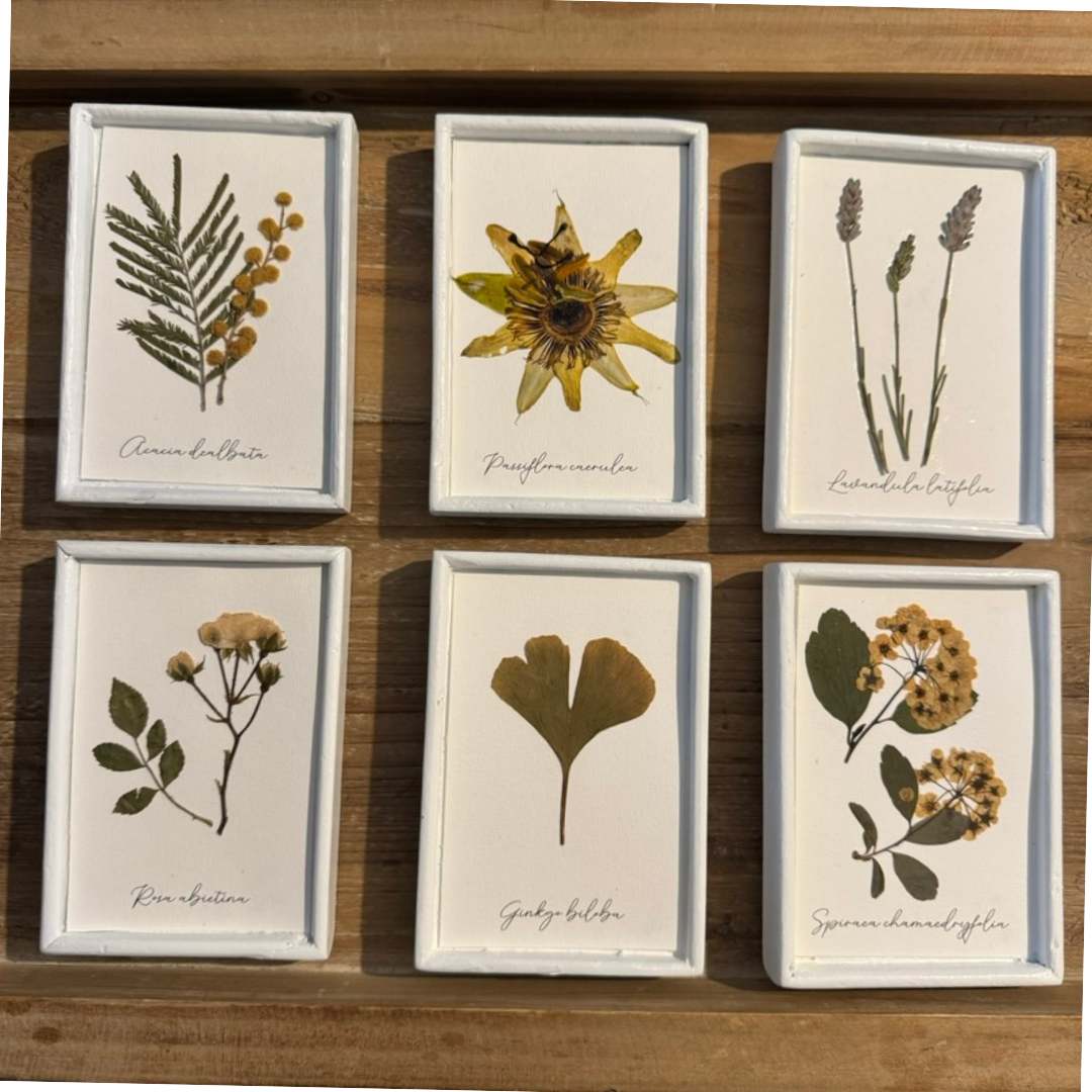 Colección de herbario blanco