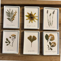 Colección de herbario blanco