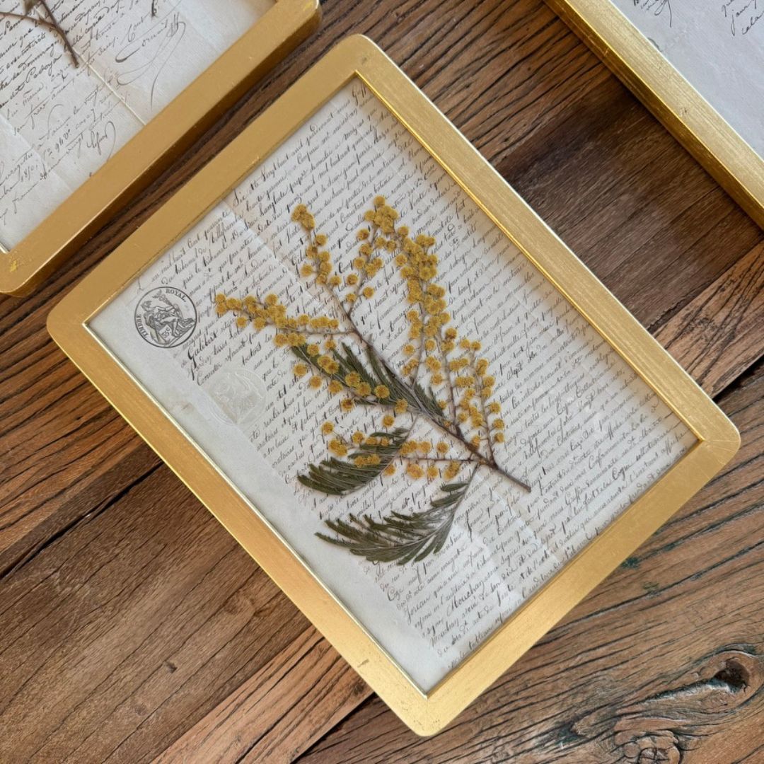 Botanica notarial S.XIX