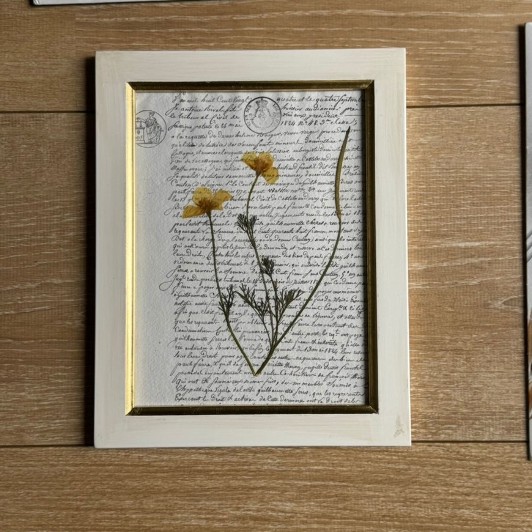 Amapola californiana notarial