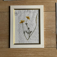 Amapola californiana notarial
