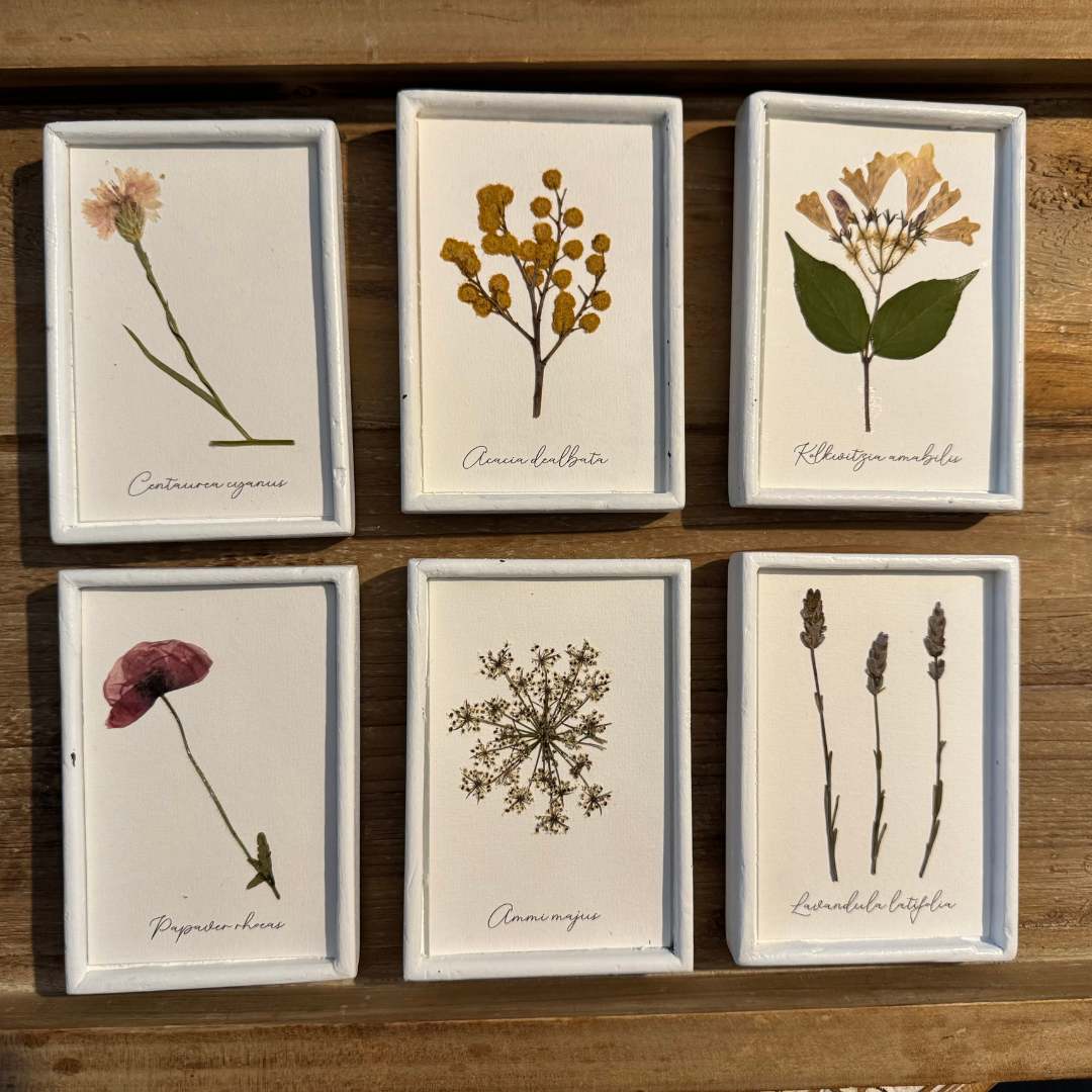 Colección de herbario blanco
