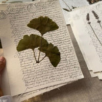 Ginkgo notarial