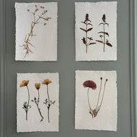 Láminas de herbario de flora natural prensada A4