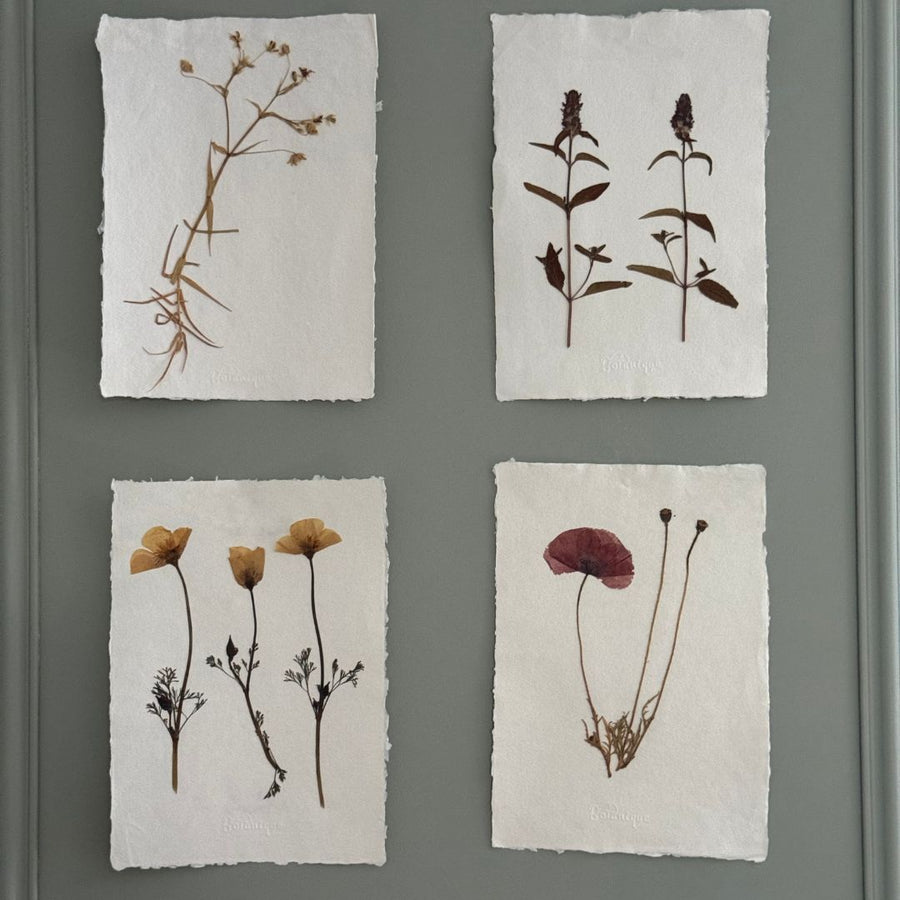 Láminas de herbario de flora natural prensada A4