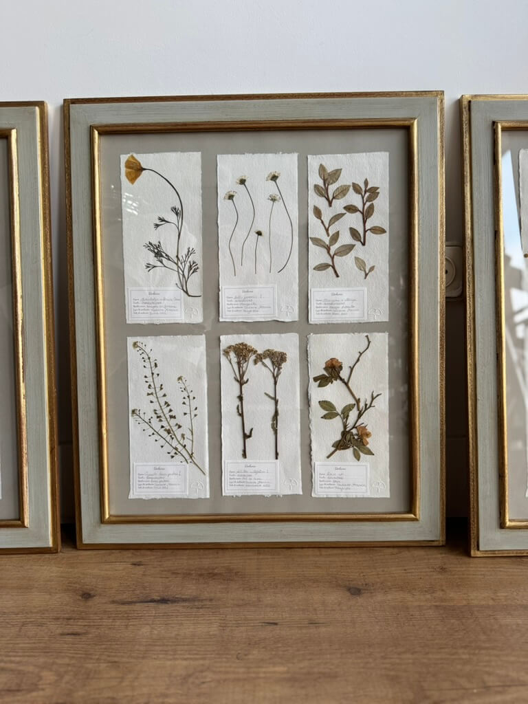 Colección Montparnasse