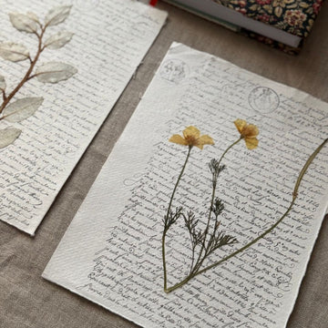 Amapola californiana notarial