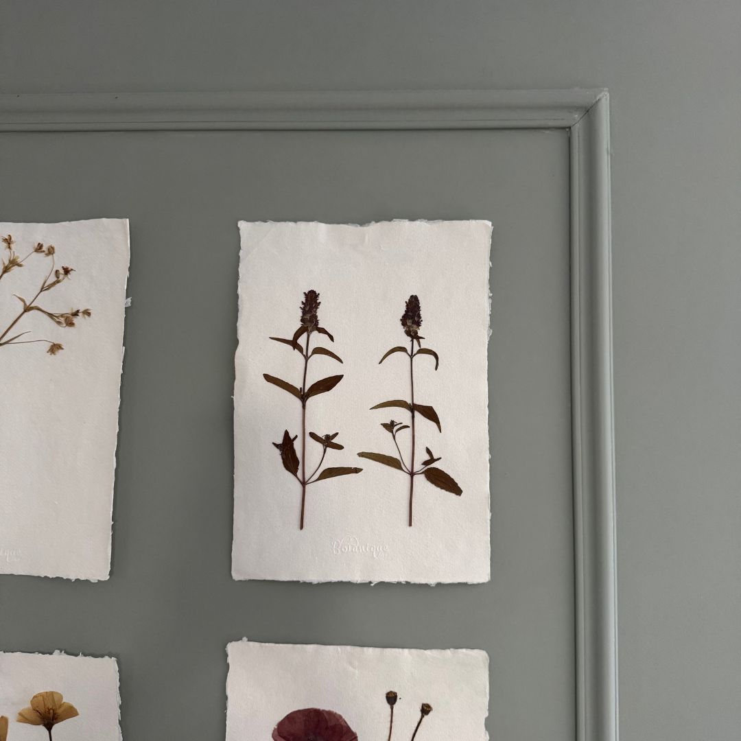 Láminas de herbario de flora natural prensada A4