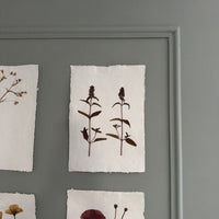 Láminas de herbario de flora natural prensada A4
