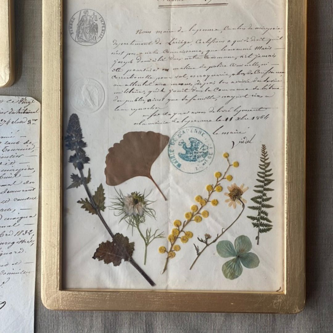 Botanica notarial S.XIX
