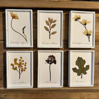 Colección de herbario blanco