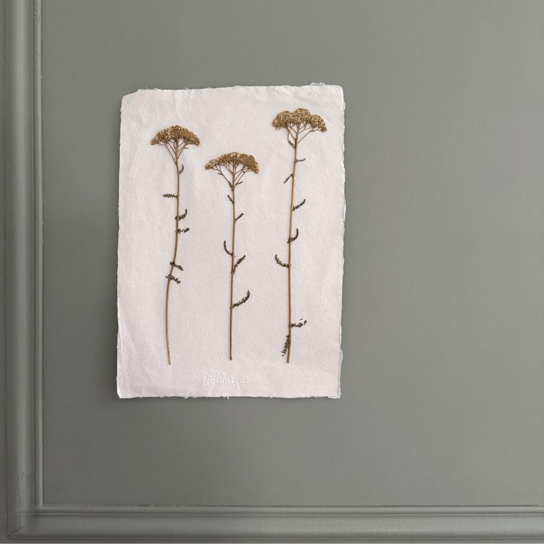 Láminas de herbario de flora natural prensada A4