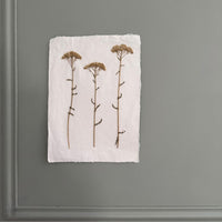 Láminas de herbario de flora natural prensada A4