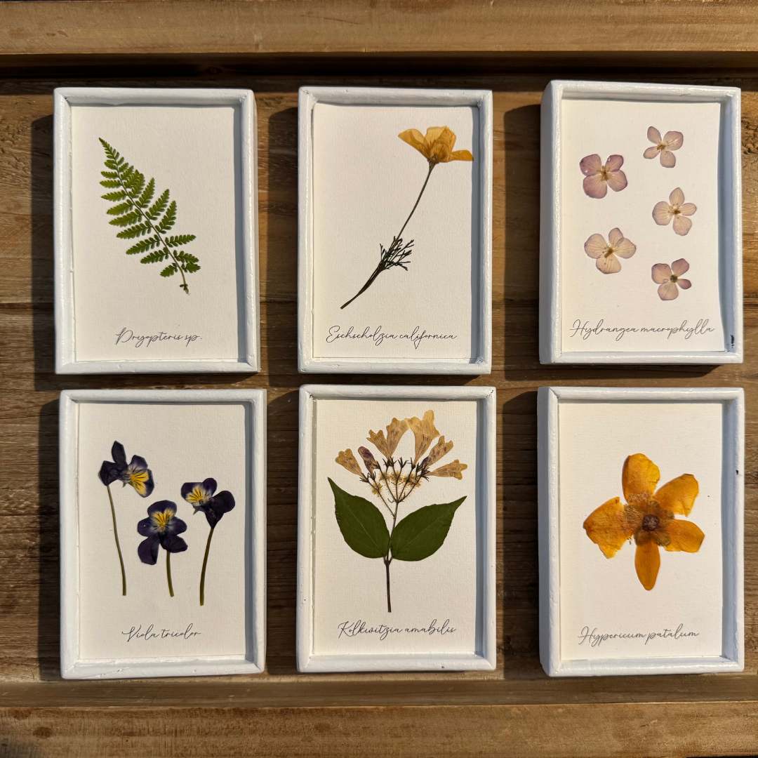Colección de herbario blanco