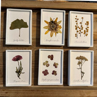 Colección de herbario blanco