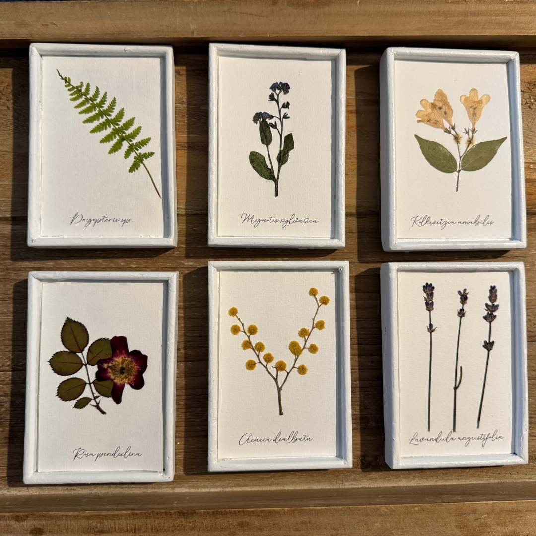 Colección de herbario blanco