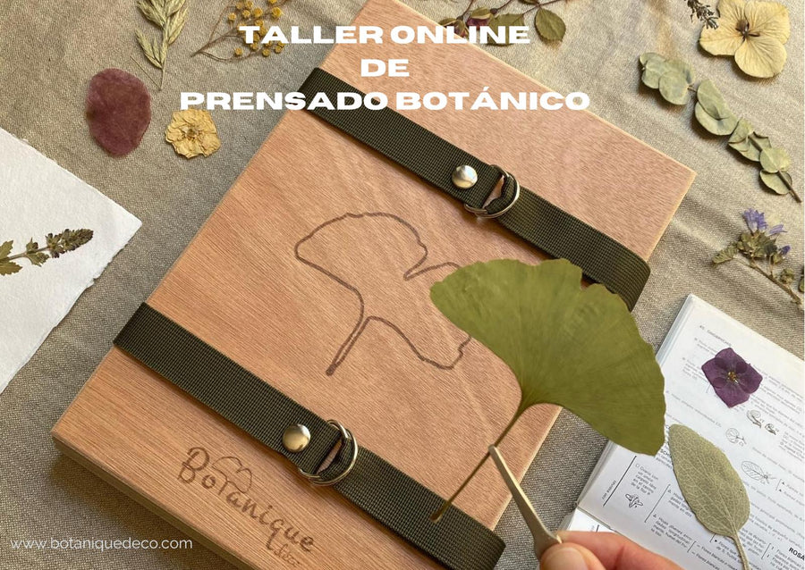 Taller de prensado botánico para regalar