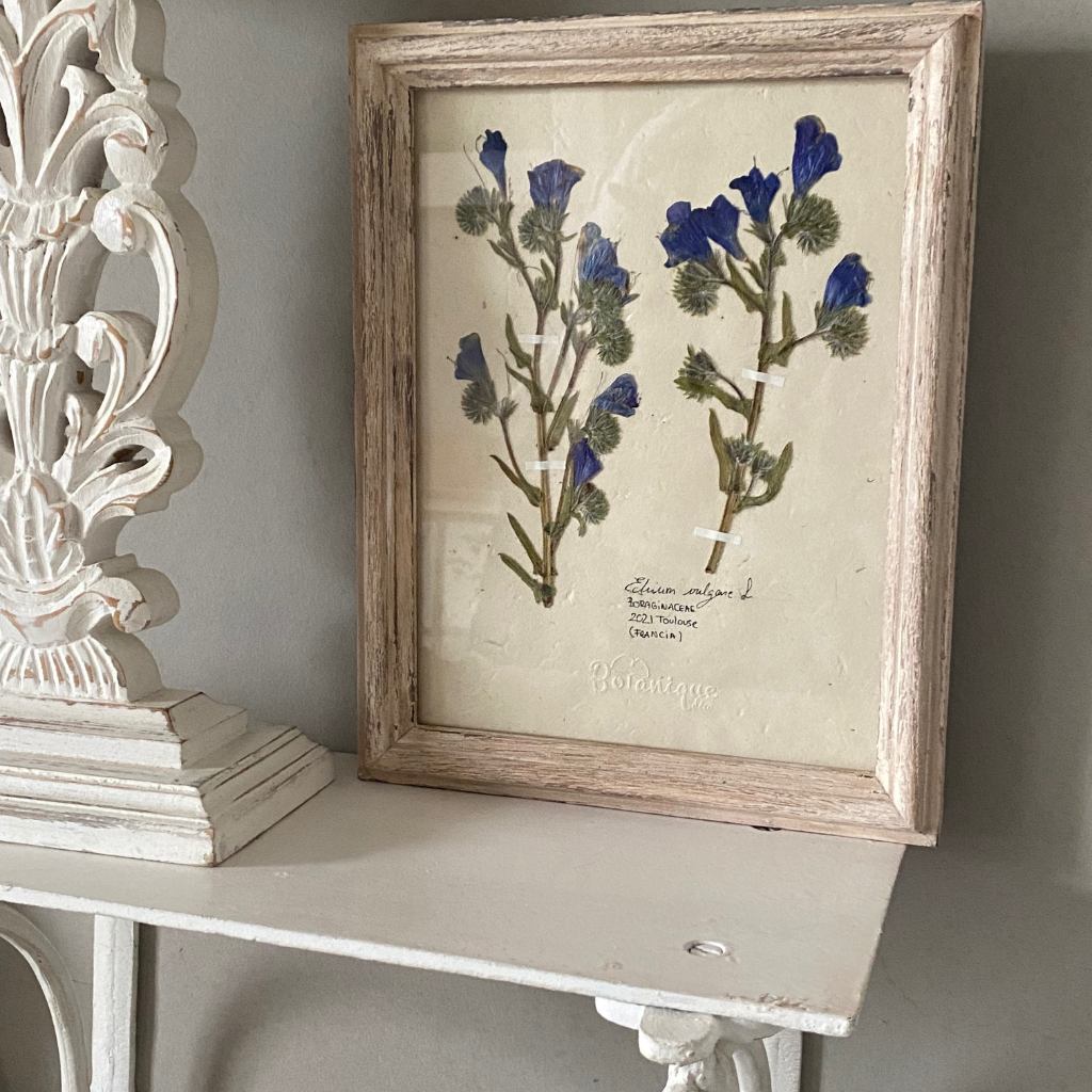 Echium
